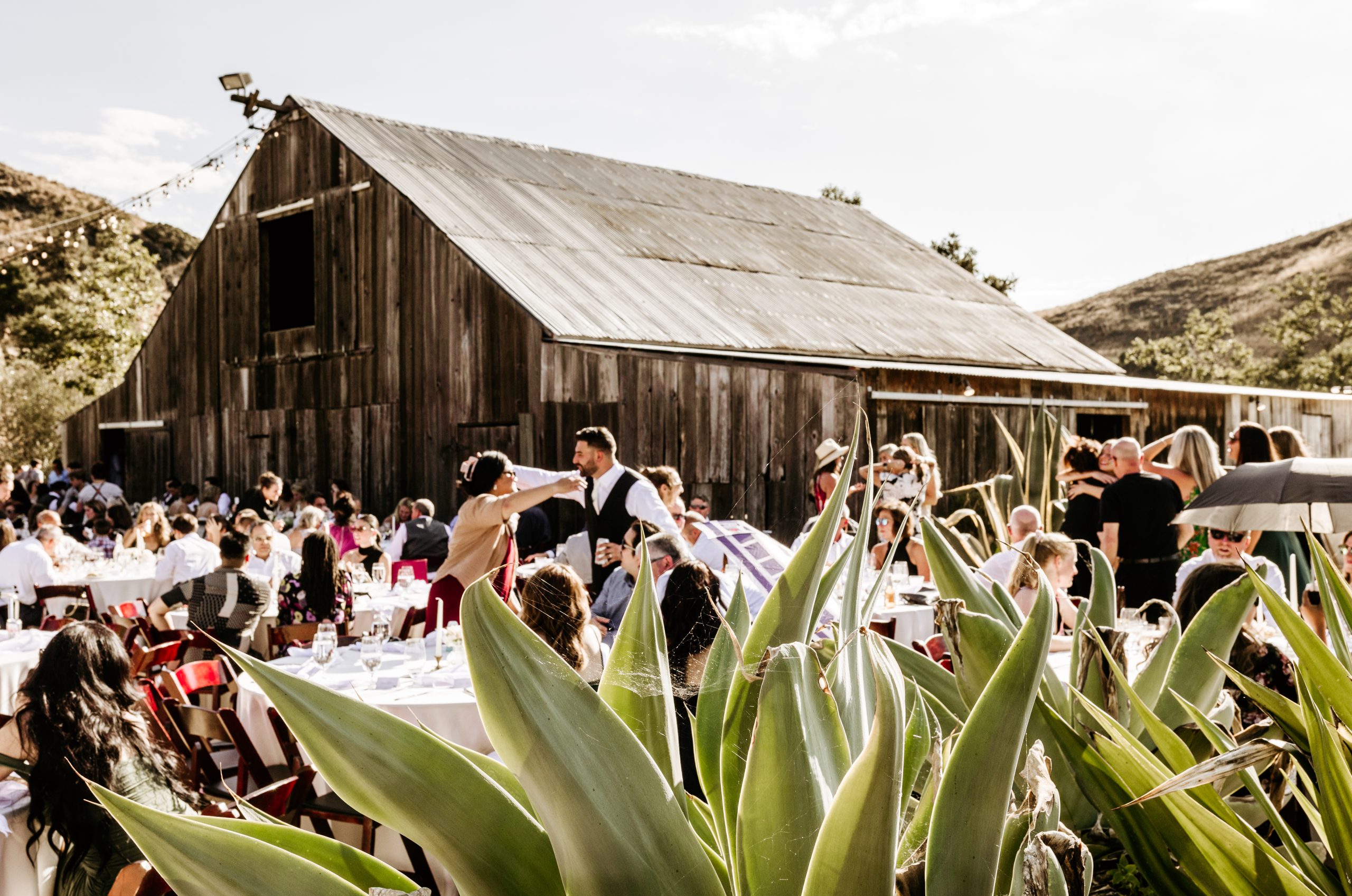Reception of Cecelia Catena and Alex Ramirez Wedding San Luis Obispo California, Higuera Ranch